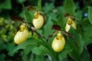 Cypripedium Sunny